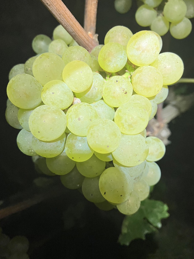 Mie Ikeno 月香 Chardonnay 2024 | 2024ミレジム | 株式会社 レ・パ