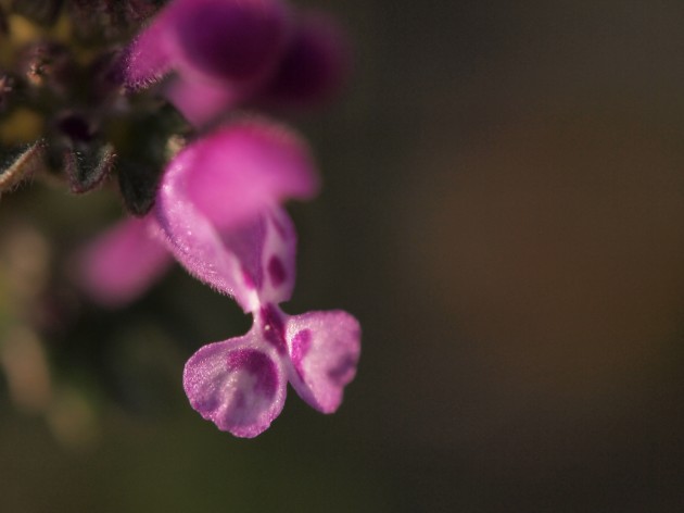 ピンクの花びらに紫の斑点が印象的な春の花　ホトケノザは猫の足跡畑のあちらこちらに☆