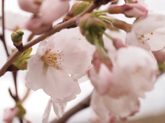 暖かくなった今日、花がいっきに開きました。